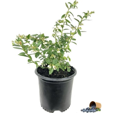 Blueberry Plant - Live Plant in a 6 Inch Growers Pot - Grower's Choice Based on Health, Beauty and Season - Edible Fruit Bearing Tree for The Patio and Garden