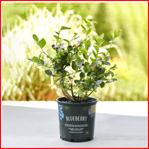 Expert Gardener 20