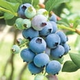 thumbnail image 1 of Blueberry Rabbiteye 'Powder Blue', 1 of 7