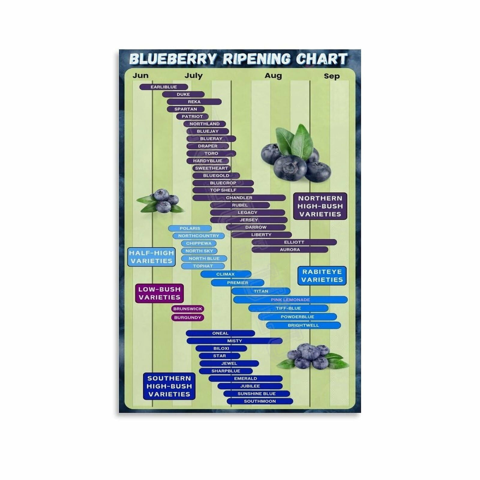 Blueberry Ripening Chart Poster Canvas Painting Posters And Prints Wall ...