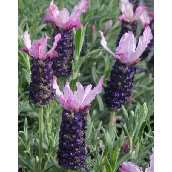 Blueberry Ruffles Butterfly Lavender Herb - 3" Pot - Perennial - Live Plant