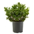 thumbnail image 1 of Blueberry Sharpblue Live Shrub (1 Gallon), 1 of 10