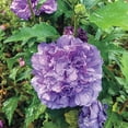 Spring Hill Nurseries Blueberry Smoothie Rose of Sharon Tree, Double ...