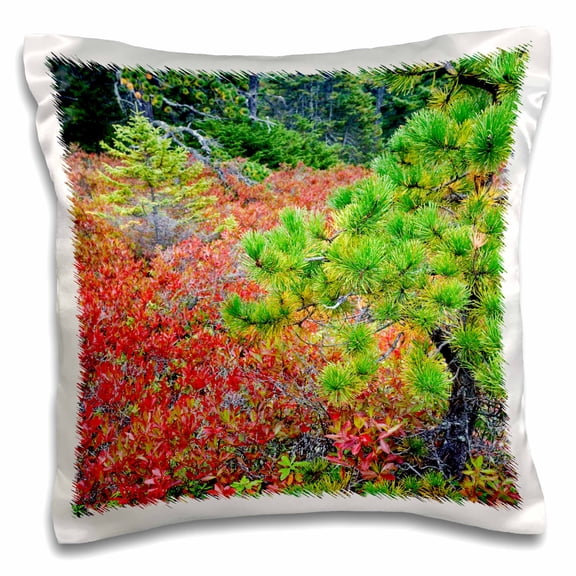 3dRose, Blueberry, Spruce Fir, Pitch Pine, Acadia NP, Maine - US20 AJE0048 - Adam Jones, 16x16 inch Pillow Case