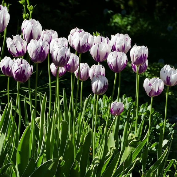 Blueberry Swirl Tulips, 10 Bulbs - Purple & White Flowers - Attracts Bees & Butterflies - Spring Blooming, Easy to Grow & Maintain