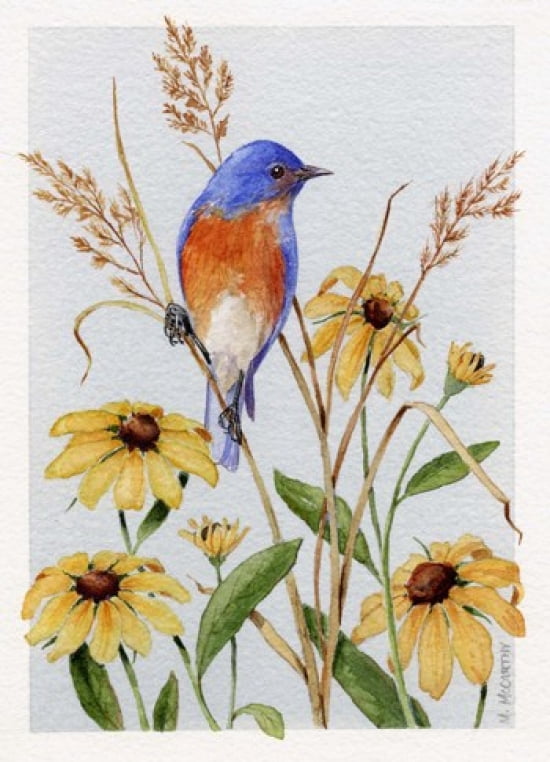 Bluebird And Blackeyed Susans Canvas Art - Maureen Mccarthy (12 x 17)