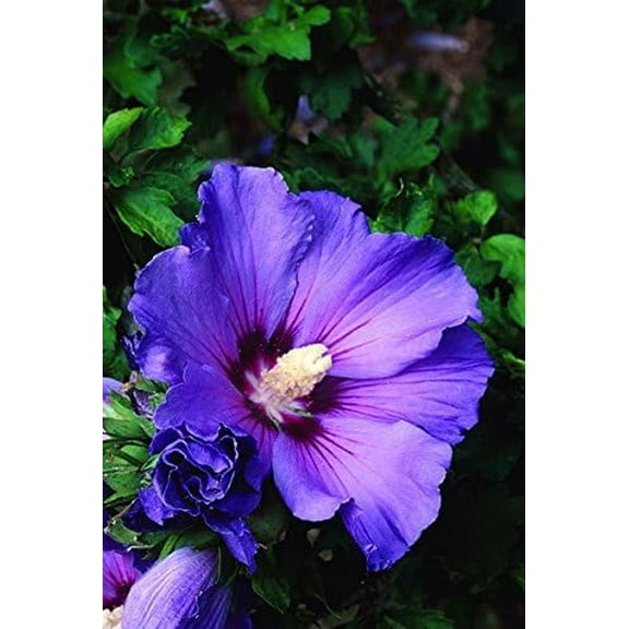Bluebird Hardy Hibiscus Rose of Sharon Potted Plant 1 Seedling