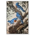 thumbnail image 1 of Bluebirds Nest Canvas Vintage Animal Art by Art Remedy, White Frame, 24" x 36", 1 of 7