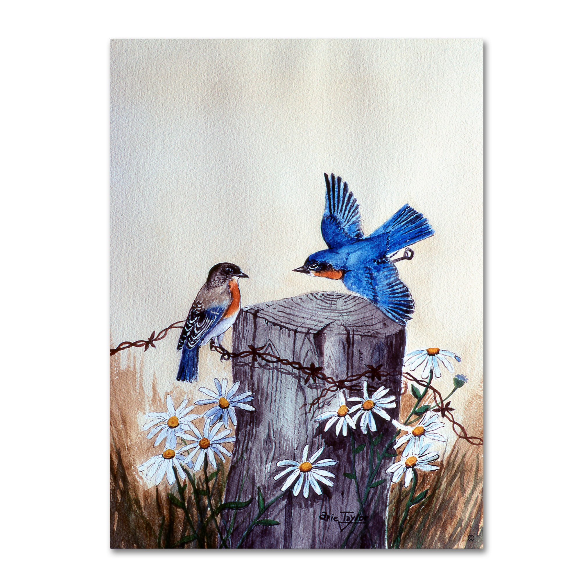 Bluebirds and Daisies Framed Canvas Print, 14 x 19