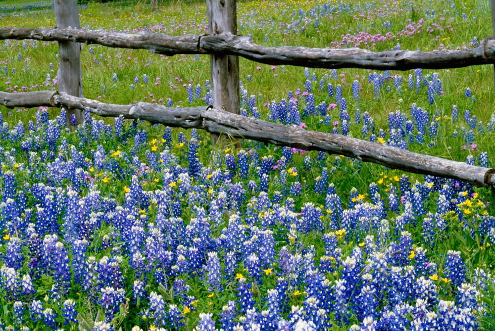 Bluebonnet flowers blooming around weathered wood fence Texas USA Canvas Art - Panoramic Images (27 x 9)