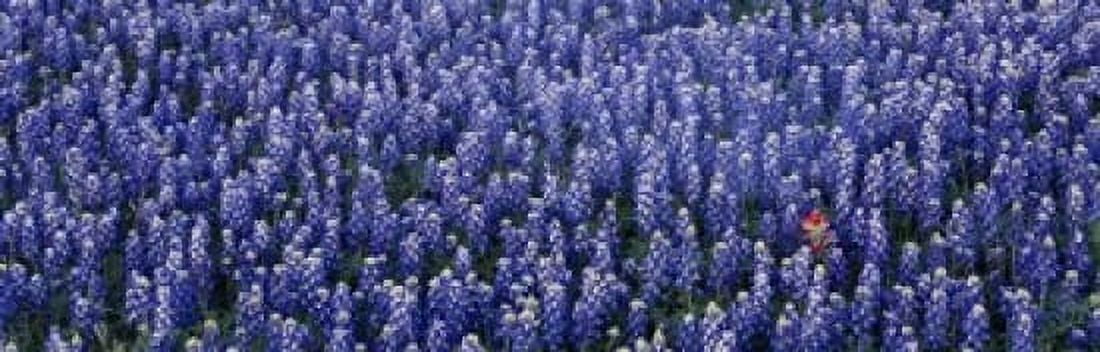 Bluebonnet flowers in a field Hill county Texas USA Canvas Art - Panoramic Images (18 x 6)