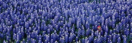 Bluebonnet flowers in a field Hill county Texas USA Canvas Art - Panoramic Images (36 x 12)