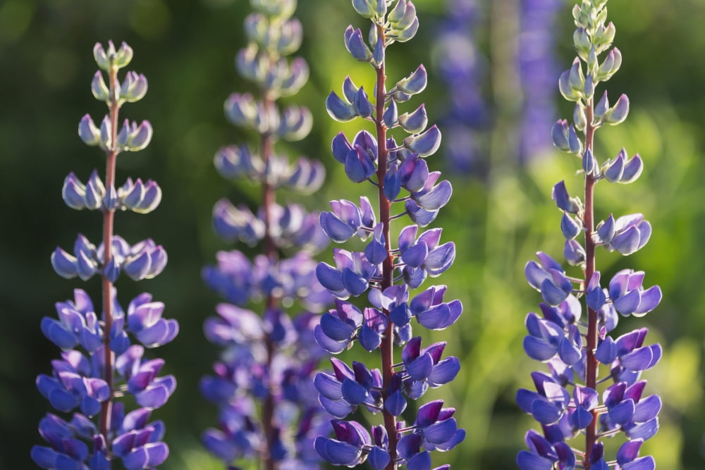 Bluebonnet lupine (Lupinus polyphyllus) Black Forest Germany Canvas Art - Carl Bruemmer Design Pics (19 x 12)
