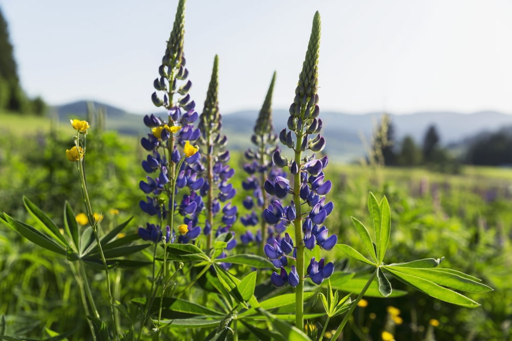 Bluebonnet lupine (Lupinus polyphyllus) Black Forest Germany Canvas Art - Carl Bruemmer Design Pics (38 x 24)