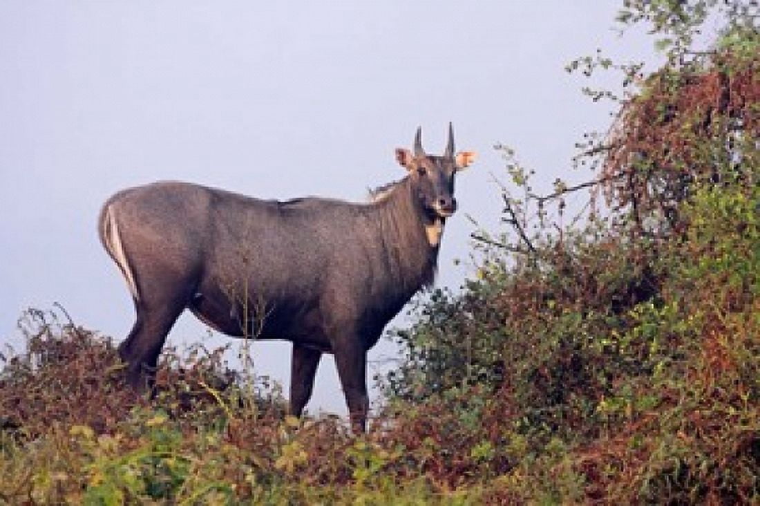 Bluebull Stag Keoladeo National Park India Canvas Art - Jagdeep Rajput DanitaDelimont (26 x 18)