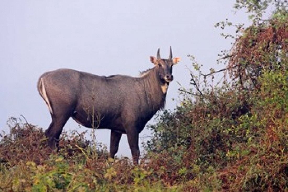 Bluebull Stag Keoladeo National Park India Canvas Art - Jagdeep Rajput DanitaDelimont (36 x 24)