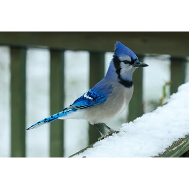 Bluejay Perching on Snow Covered Railing Blue Jay Bird Photo Photograph Feathers New England Winter Nature Animal Cool Wall Art Print Poster 18x12