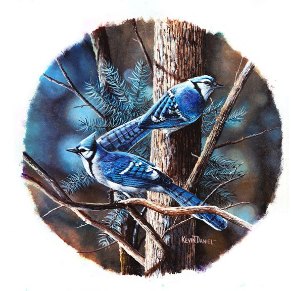 Bluejay Poster Print - Kevin Daniel (24 x 24)