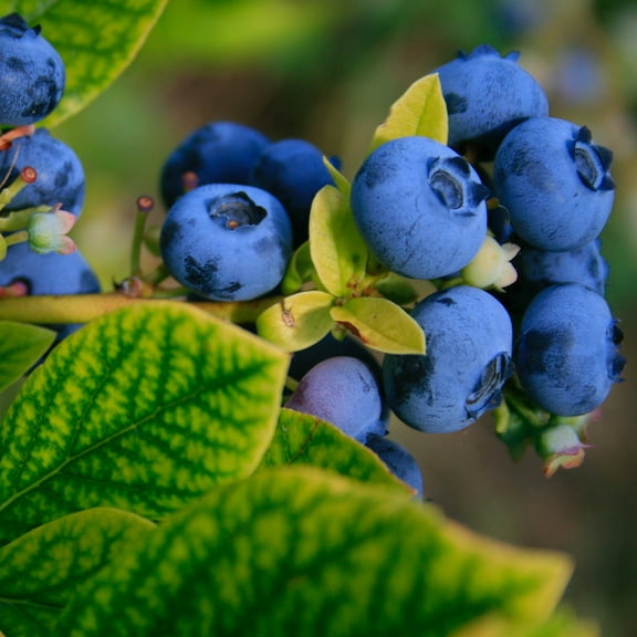 Expert Gardener 3-4 ft. tall Bluejay Rabbiteye Blueberry Live Shrub in 7-Gallon Grower Pot