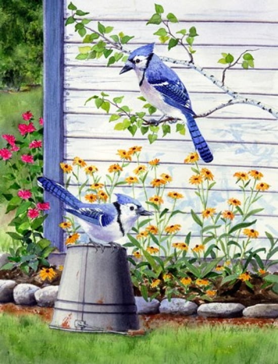 Bluejays Canvas Art - Maureen Mccarthy (19 x 25)