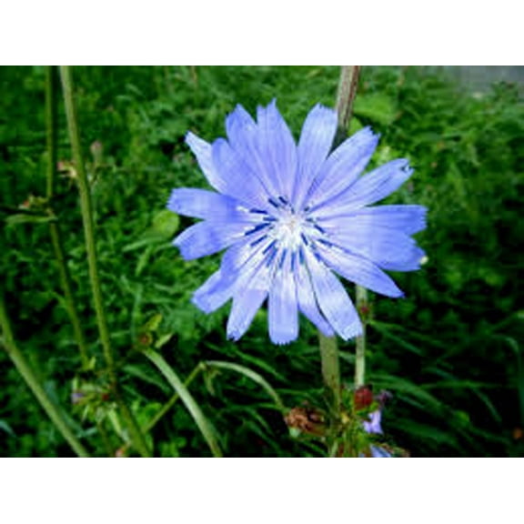 Bluest Blue Chicory 500 Seeds, Beautiful Blue Cut Flower