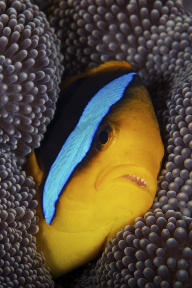 Bluestripe clownfish tucked away in its anenome host Fiji Canvas Art - Terry MooreStocktrek Images (12 x 18)