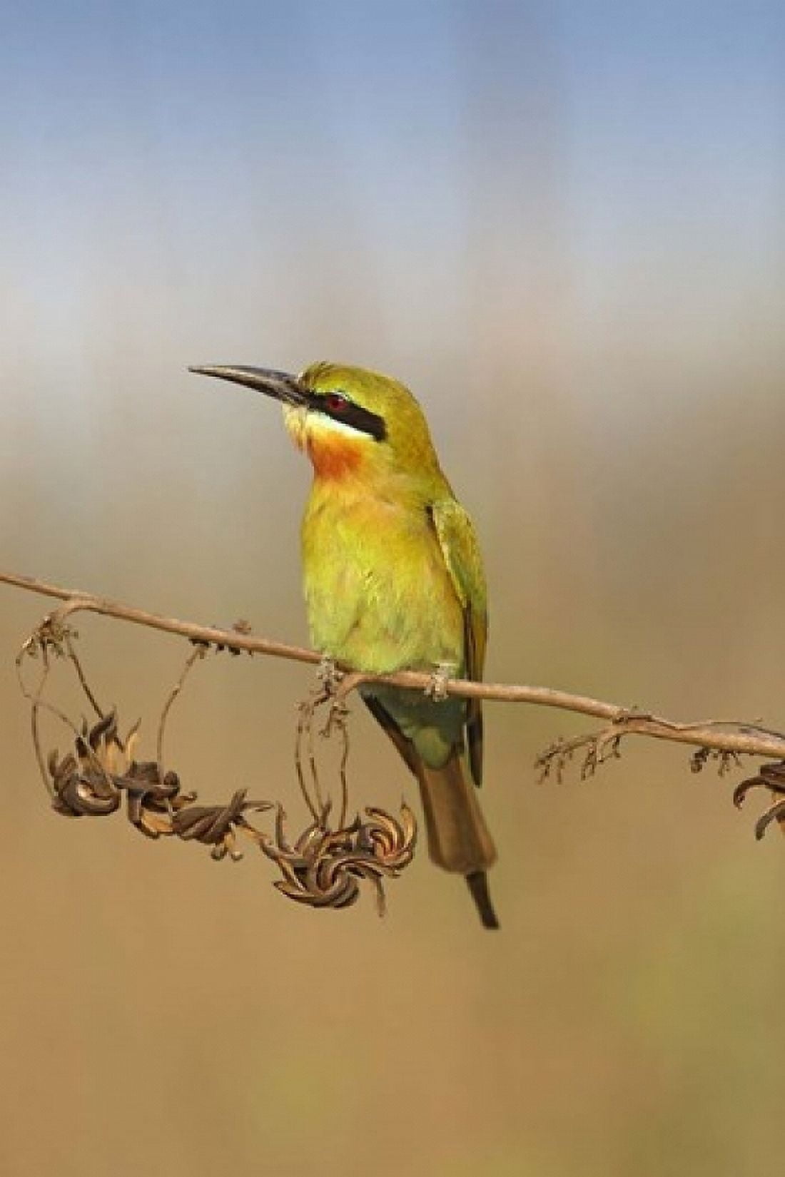 Bluetailed Bee eater Corbett NP Uttaranchal India Canvas Art - Jagdeep Rajput DanitaDelimont (24 x 36)