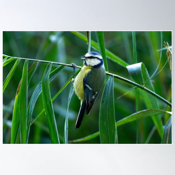 Bluetit Climbing Poster Wall Art, Modern Wall Decor For Living Room Bedroom, 8x12 UNFRAMED