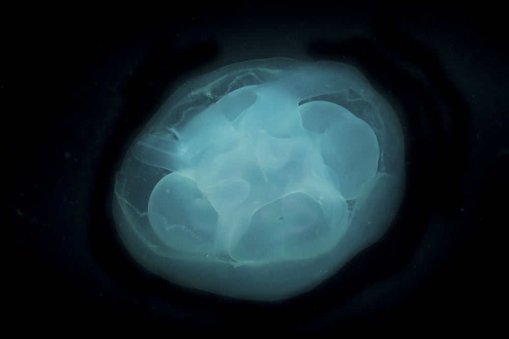 Bluish white transluscent jellyfish against black background Canvas Art - Mathieu MeurStocktrek Images (17 x 12)