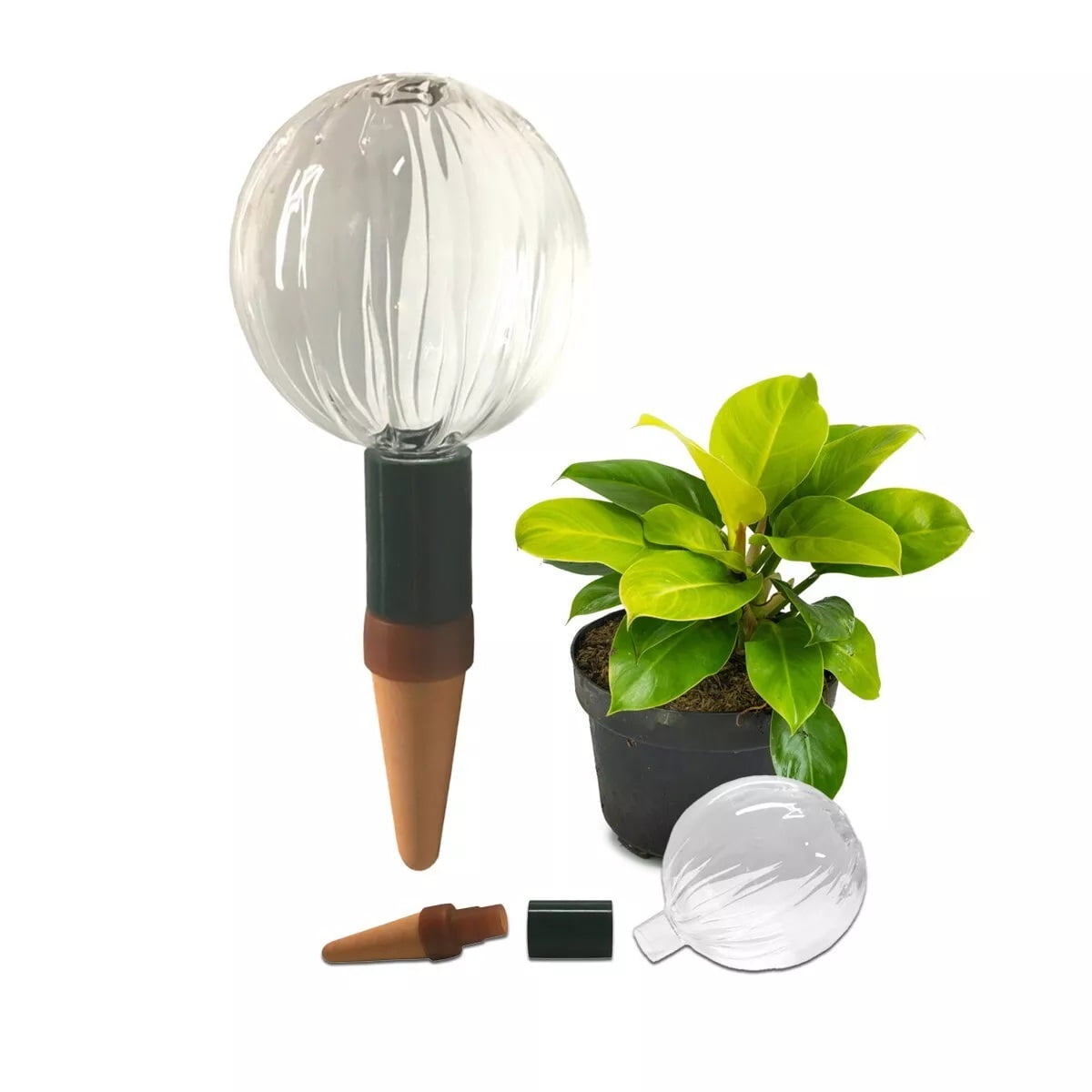 Large Clear Glass Self-Watering Globe with Adapter