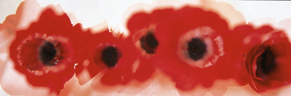 Blurred Flowers Canvas Art - Panoramic Images (36 x 12)