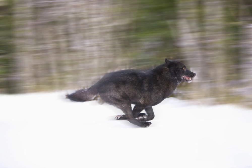Blurred Motion View Of A Wolf In Black Phase Running In The Tongass National Forest Southeast Alaska During Winter Canvas Art - John Hyde Design Pics (17 x 11)