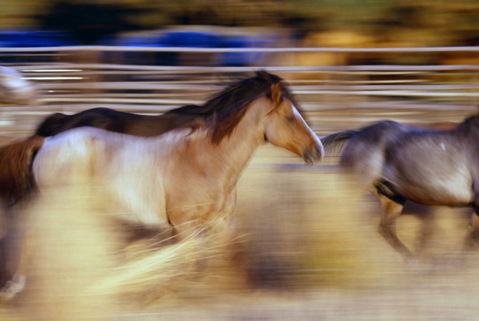 Blurred View Of Horses Running Through Dusty Early Morning Light Canvas Art - Natural Selection Craig Tuttle Design Pics (18 x 12)