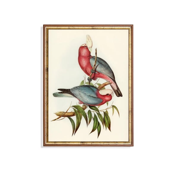 Blush Cockatoo Galah Parrot Natural History Botanical Bird Study Bird Nature Wall Art Decor Unframed Paper Print