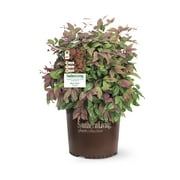 Southern Living Blush Pink Nandina Live Shrub in 1.5-Gallon Grower Pot