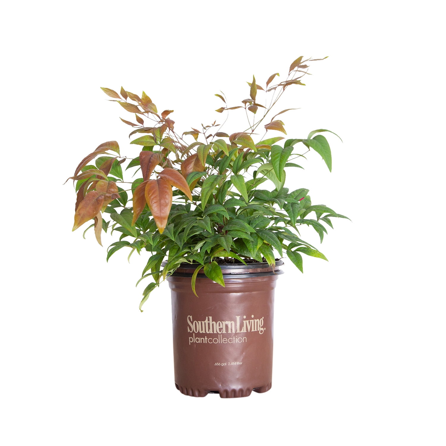 Southern Living Blush Pink Nandina Live Shrub in 2.5-Quart Grower Pot