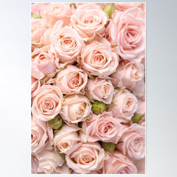 Blush Pink Rose Flowers Poster Wall Art UNFRAMED PAPER POSTER, Home Decor