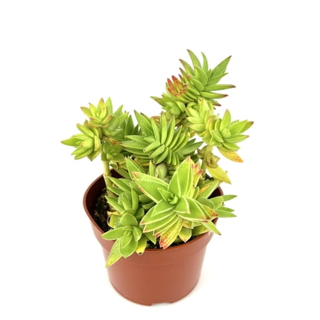 Blush Red Yellow Crassula Capitella Thrysiflora Cluster Live Plants 4 in Pot, Easy to Grow