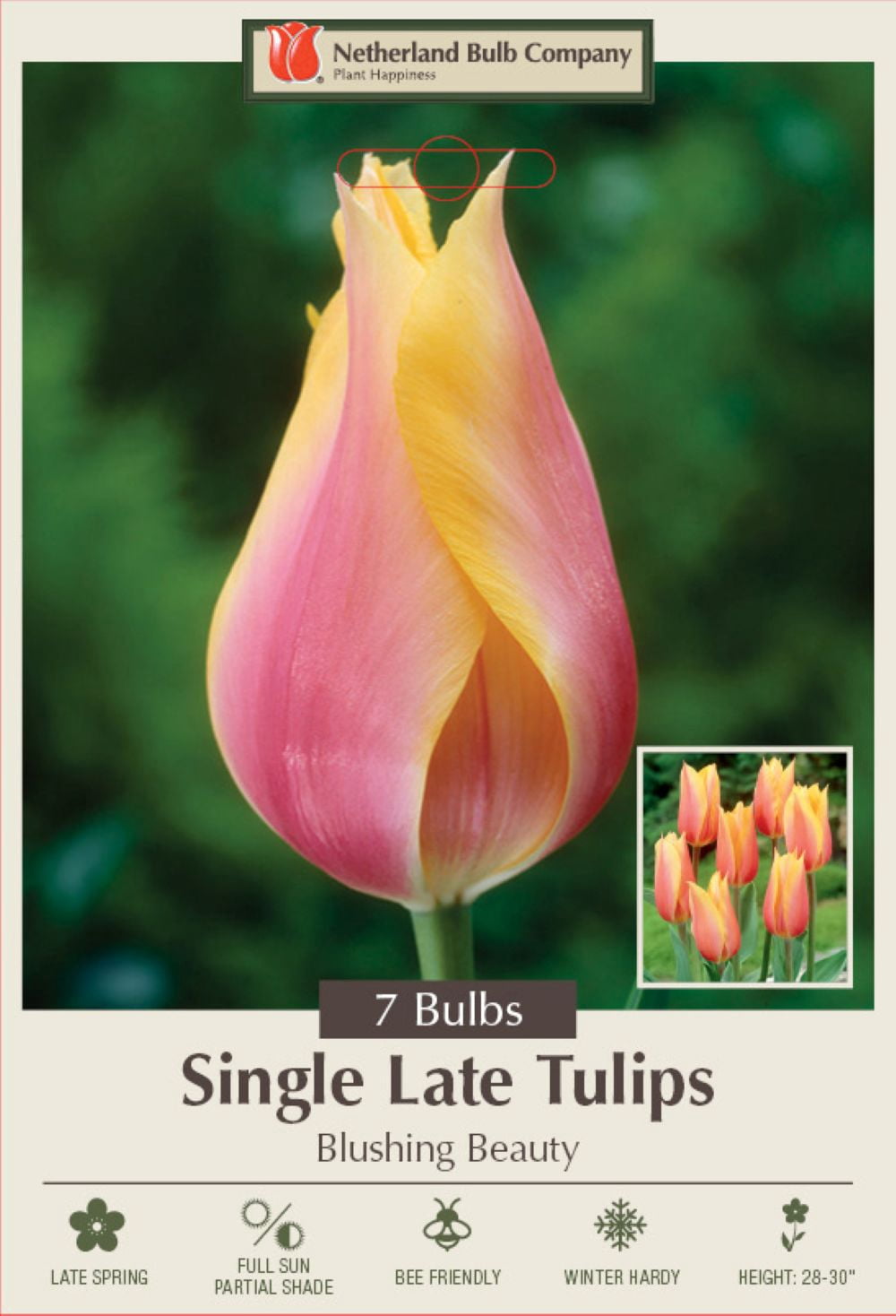 Blushing Beauty Single Late Tulip 7 Bulbs - 12/+ cm Bulbs - Walmart.com