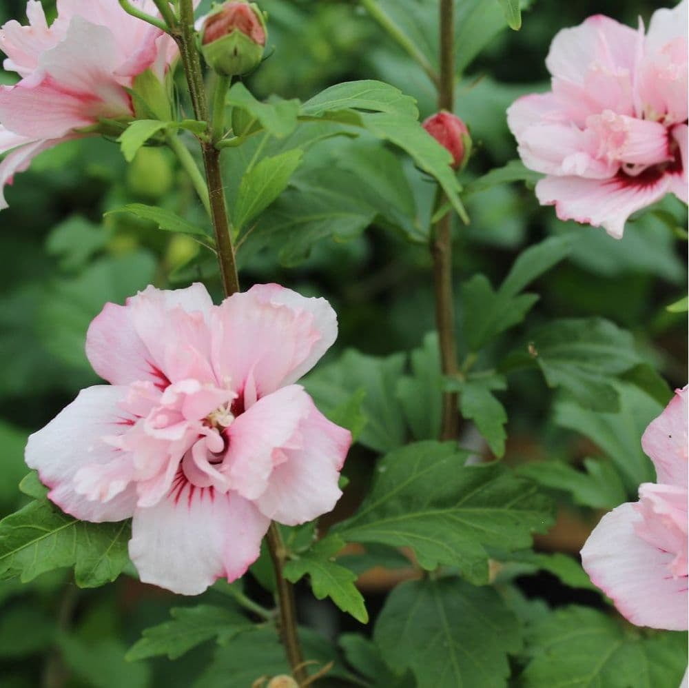 Blushing Bride Hibiscus ( Althea ) - Rose Of Sharon - Live Plant ( 1 QT ) - Full Sun