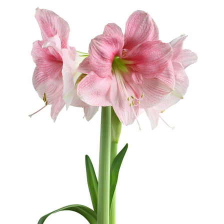 Blushing Bride® Symphony Amaryllis