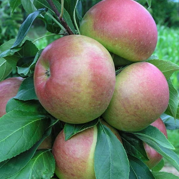 Blushing Delight Fruit Snacks Columnar Apple Dormant Bare Root Starter Fruit Tree. 1-Pack