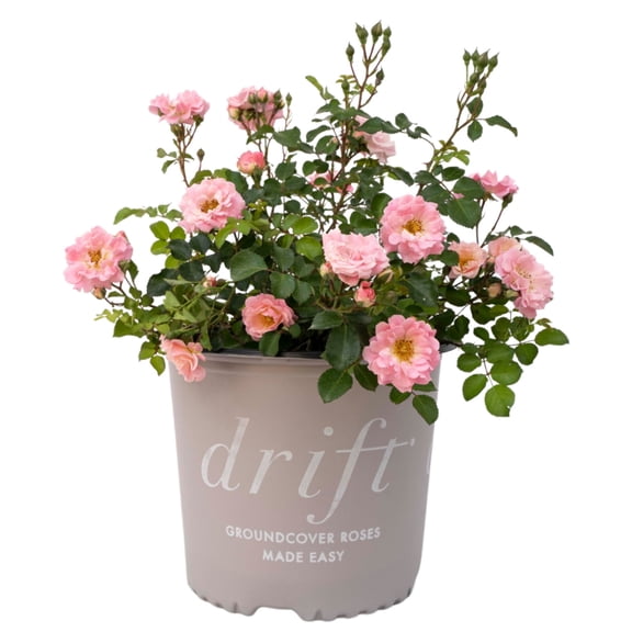 Blushing Drift Rose - 3 Gallon Pot, Live Deciduous Shrub, Full Sun, Outdoor