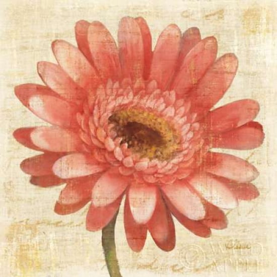 Blushing Gerbera Canvas Art - Albena Hristova (24 x 24)