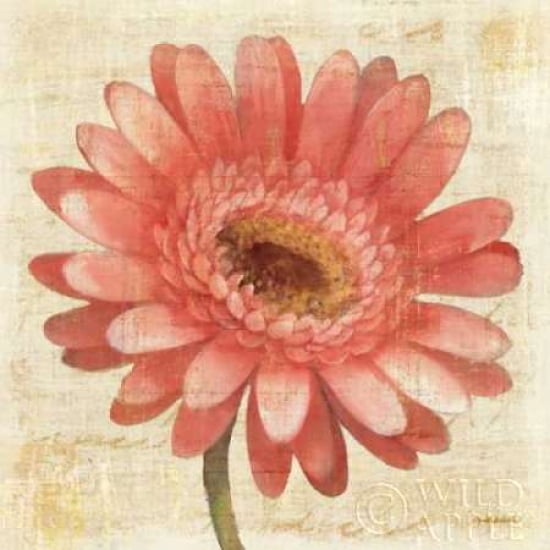 Blushing Gerbera on Cream Canvas Art - Albena Hristova (24 x 24)