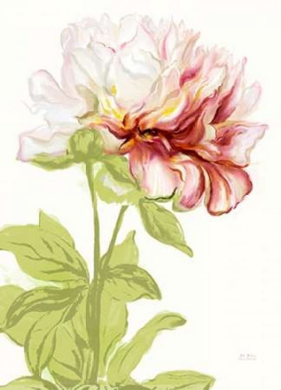 Blushing Peony 1 Canvas Art - Art Atelier Alliance (18 x 24)