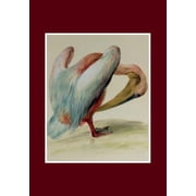 Bnf Animaux Carnet Blanc, P lican, Paperback