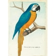 thumbnail image 1 of Bnf Animaux: Carnet Ligné Ara Bleu, Dessin 18e Siècle (Paperback), 1 of 1