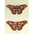 thumbnail image 1 of Bnf Animaux Carnet LignÃ©, Papillons Le Porte-Miroir, (Paperback), 1 of 1
