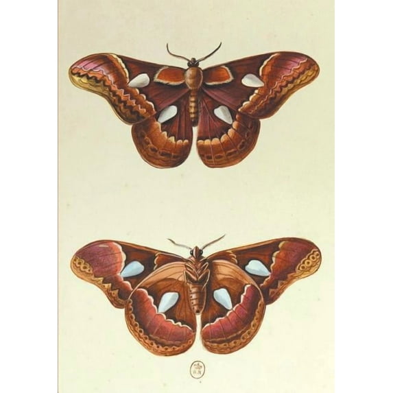 Bnf Animaux Carnet Ligné, Papillons Le Porte-Miroir, (Paperback)